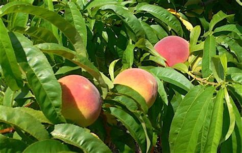 Apples, peaches, and apricots are fruit trees most affected by chill hours. UF Sun Peach, ultra low-chill, suitable for Zone 9 | Peach ...
