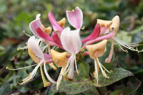 File:Honeysuckle, Keelstown Road, September 2010 (01).JPG - Wikimedia