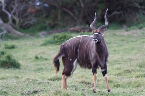 Male Nyala in South Africa Wildlife Sanctuary | South africa wildlife, Africa wildlife, Wildlife ...