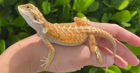50 Unbelievable Fun Facts About Bearded Dragons Ultimate Guide 2023