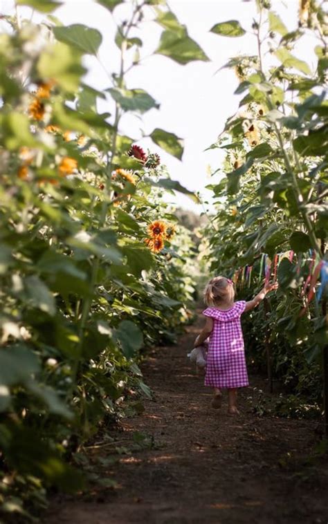 Pick your own flowers winchester va. Pick-Your-Own Sunflowers in Virginia Beach, VA - Sunflower ...