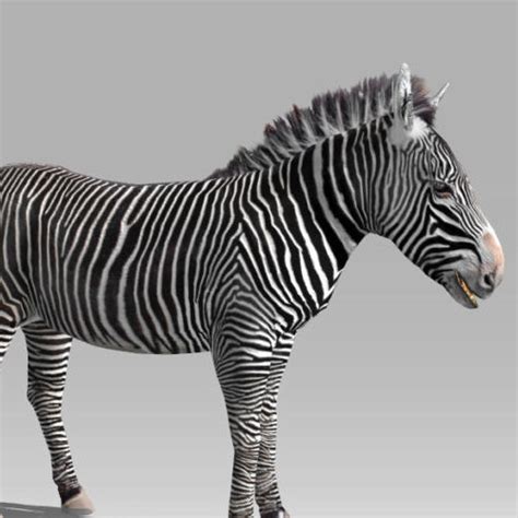 Wild Zebra Rigged Animated 3d Model Dae Fbx Ms3d 123free3dmodels