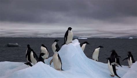 8 Awesome Places To Visit In Antarctica That Youll Surely Love