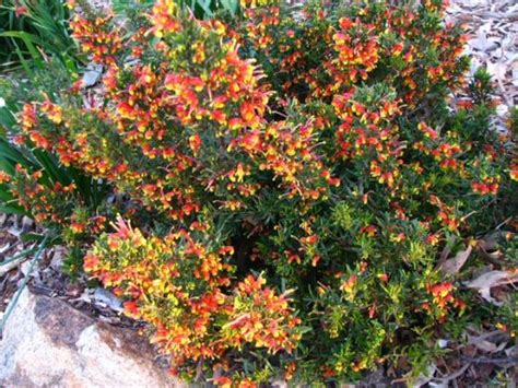 The tubular flowers are red with an orange interior and are a favorite of hummingbirds and bumblebees. Grevellia 'Fire Cracker'--low grevellia to replace orange ...