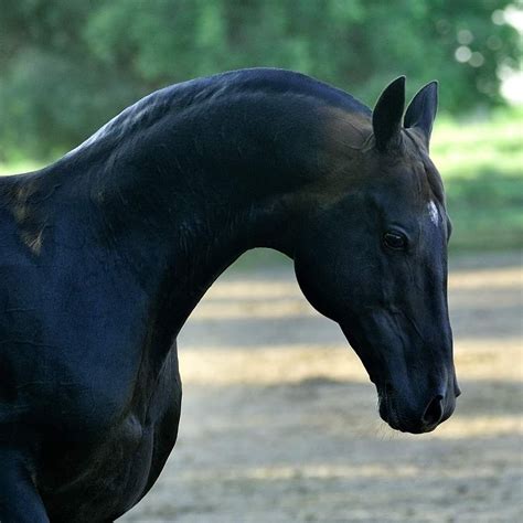 Artur Baboev Beautiful Arabian Horses Akhal Teke Horses Horses