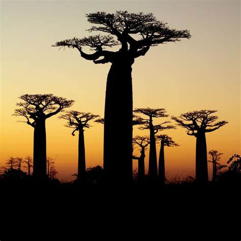 Introducing...Baobab (The Super Fruit!) » Fasting For Fitness
