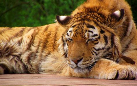 Sleeping Tiger High Definition Wallpaper 19528 Baltana