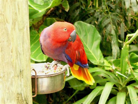 Eclectus Parrot Bird Tropical 13 Wallpapers Hd Desktop And Mobile