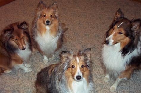 Shelties Sheltie Love Pinterest Sheltie Beautiful Dogs Dog Friends