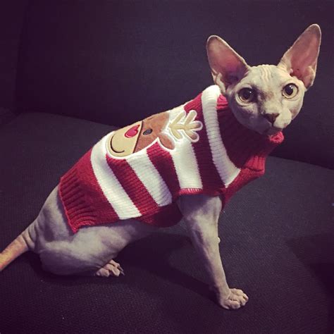 Sphynx Cat Wearing Her Christmas Sweater Love This Breed Of Cat