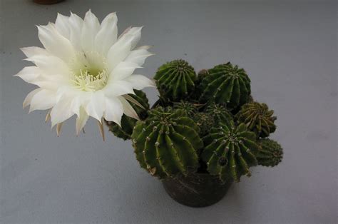 Echinopsis Eyriesii Características Y Cuidados Ciber Cactus