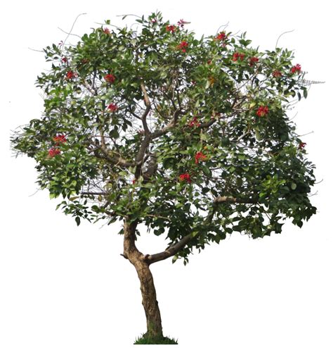 Check spelling or type a new query. Dadap merah | Pohon, Merah, Desain