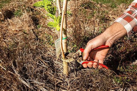 Fruit Tree Pruning Guide How To Prune In Winter And Summer Too Milkwood