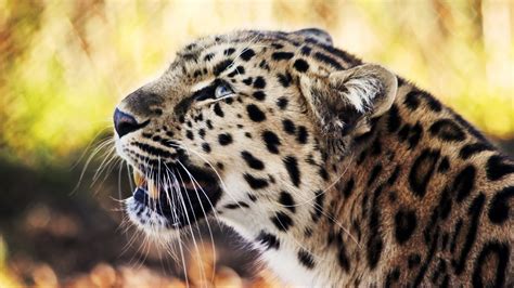 Leopard 1080p Wallpapers Hd Wallpapers Id 8975