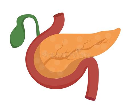 Pancreas Icon In Cartoon Style Isolated On White Background Organs