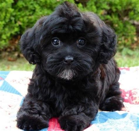 Miniature Toy Poodle And Shih Tzu Mix Ilona Rhoades