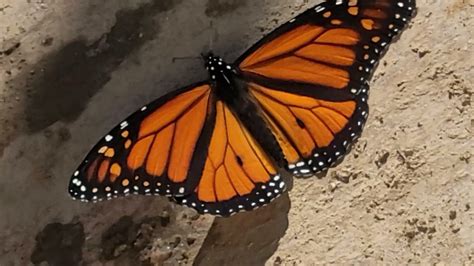How To Spot The Male Monarch Butterfly Youtube