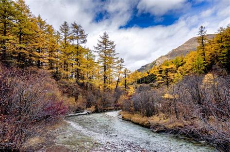 Nature Landscape River In Pine Forest Mountain Valleysnow Mountain In
