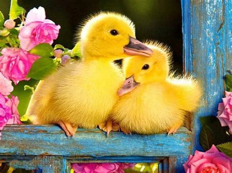 Easter Picture Of Baby Ducklings Country And Victorian Times