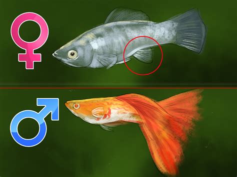 How To Identify Male And Female Guppies 7 Steps With Pictures