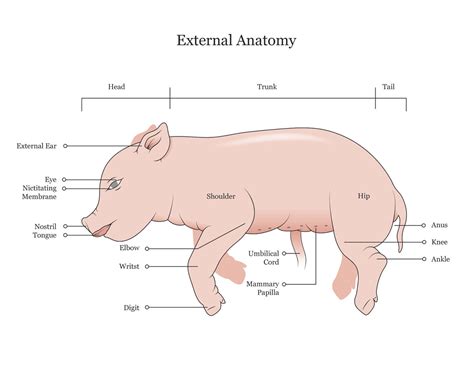 Fetal Pig Dissection Manual Behance
