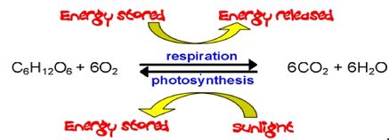 The citric acid cycle (or krebs cycle) cellular respiration: Connecting Cellular Respiration and Photosynthesis - Mrs. Derochers' Super Science Site