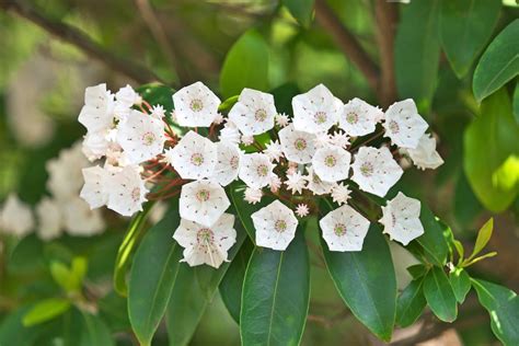 Can You Grow Mountain Laurel In Containers Planting A Mountain Laurel