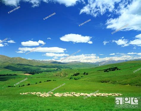 Pasture South Island New Zealand Stock Photo Picture And Rights