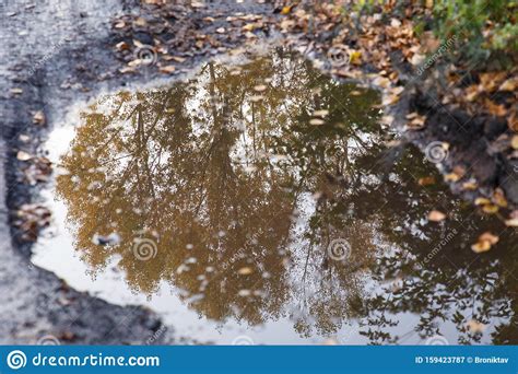 Autumn Theme Reflection In A Puddle Of A Tree With Yellow Leaves Stock