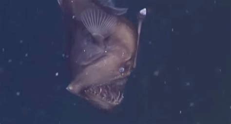 Scary Deep Sea Devil Fish Captured On Camera For First Time At 1900