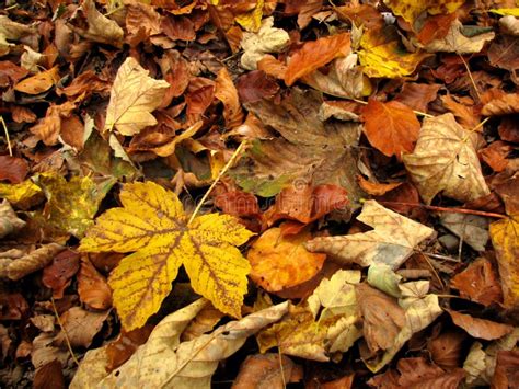 Autumn Leaves On The Ground Stock Photo Image Of Green Postcard