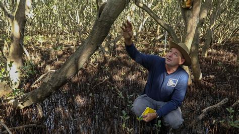 Mangrove And Saltmarsh Ecosystems Introduction On Vimeo