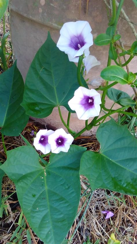 I Dont Usually Get Sweet Potato Flowers Thought Id Share Rgardening