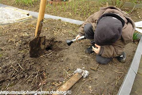 Maybe you would like to learn more about one of these? Wildkaninchen im Garten, oder was ist eine Setzroehre ...