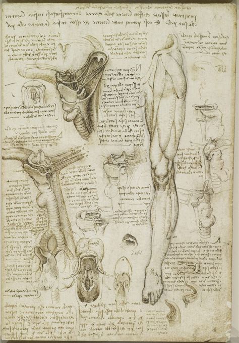 Se hacen públicos los estudios anatómicos de Leonardo Da Vinci y son