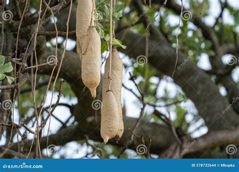 Kigelia Also Known As A Sausage Tree Very Poisonous Fruit Grows And