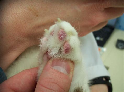 Sores On The Foot Pads Of This Cats Paws He Was Diagnosed With