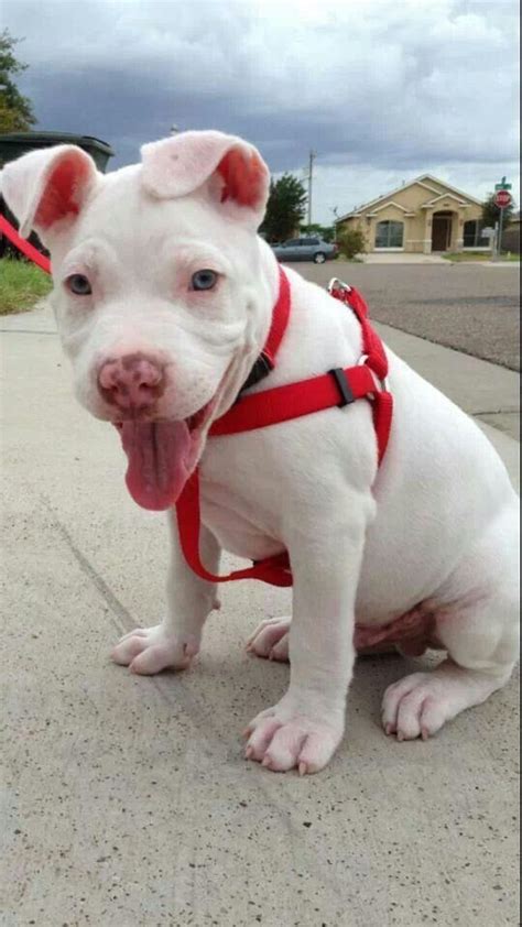 12 Best Albino Pit Bull Images On Pinterest Pit Bull