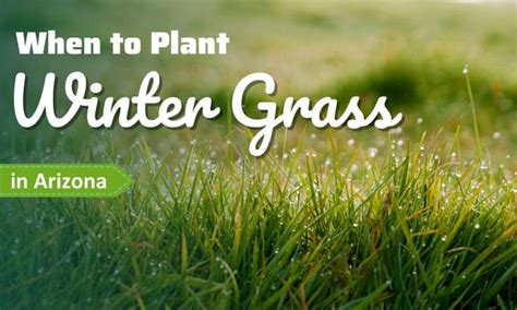 When To Plant Winter Grass In Arizona The Perfect Time