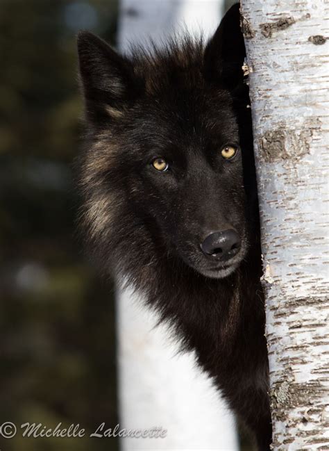 Pin By Mary Lackey On O Wolf Dog Black Wolf Wolf Images