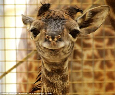 So Happy To Be Here First Baby Giraffe Born To Cincinnati