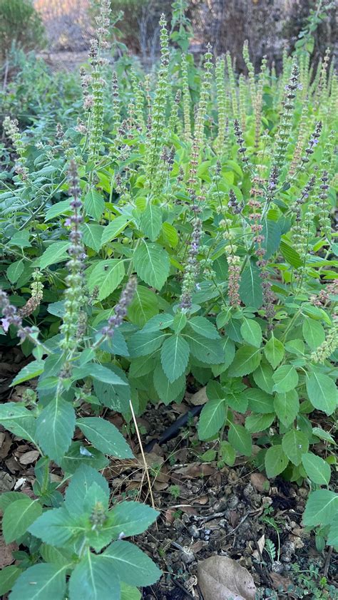 Kapoor Tulsi Holy Basil Seeds The Plant Good Seed Company