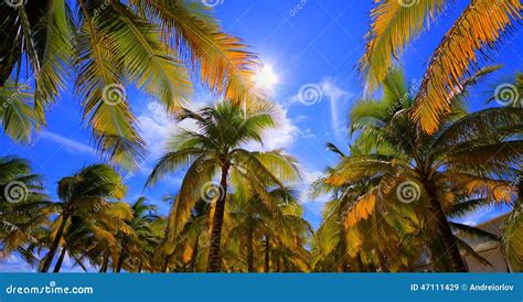 Palmeras En La Playa Imagen De Archivo Imagen De Tropical 47111429