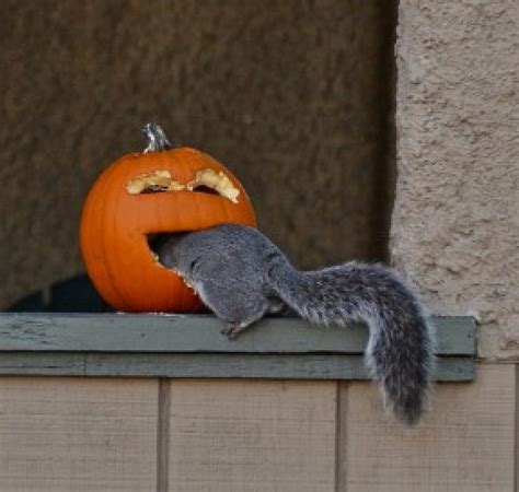 Peanuts Inside Cute Squirrel Halloween Animals Pumpkins Hd