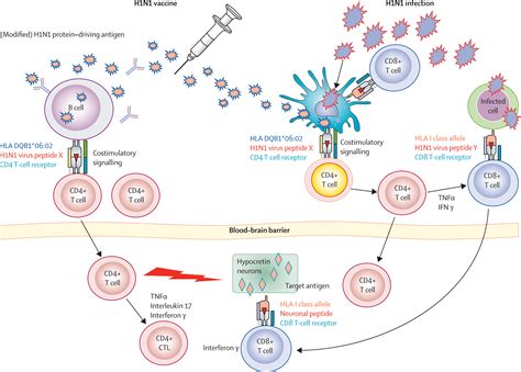 Narcolepsy As An Autoimmune Disease The Role Of H1n1 Infection And