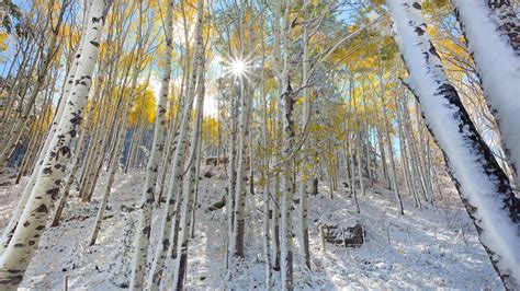 As if captured when the moon's glow is at its most incandescent, our grove of slender birch trees seems. Birch Tree Wallpapers | PixelsTalk.Net