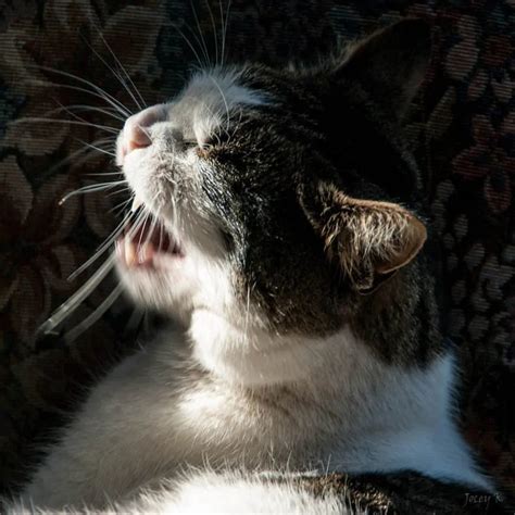 Reverse Sneezing In Cats Treatment Cat Meme Stock Pictures And Photos