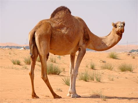 Camel Facts And Nice Photos Images The Wildlife
