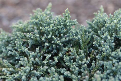 Blue Star Juniper Care And Growing Guide