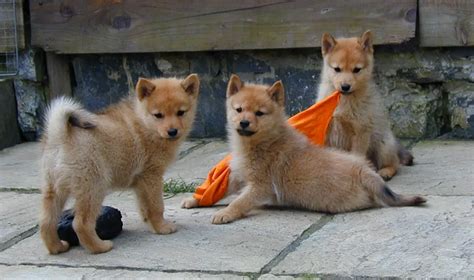 Finnish Spitz Info Temperament Puppies Mixes Pictures